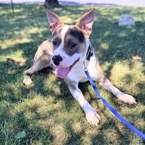 Oren, ADOPTABLE, Young Male Mixed Breed.