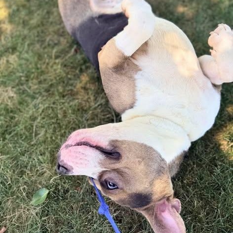 Enlarge Oren, a ADOPTABLE Mixed Breed in CAPE MAY, NJ image 5/6
