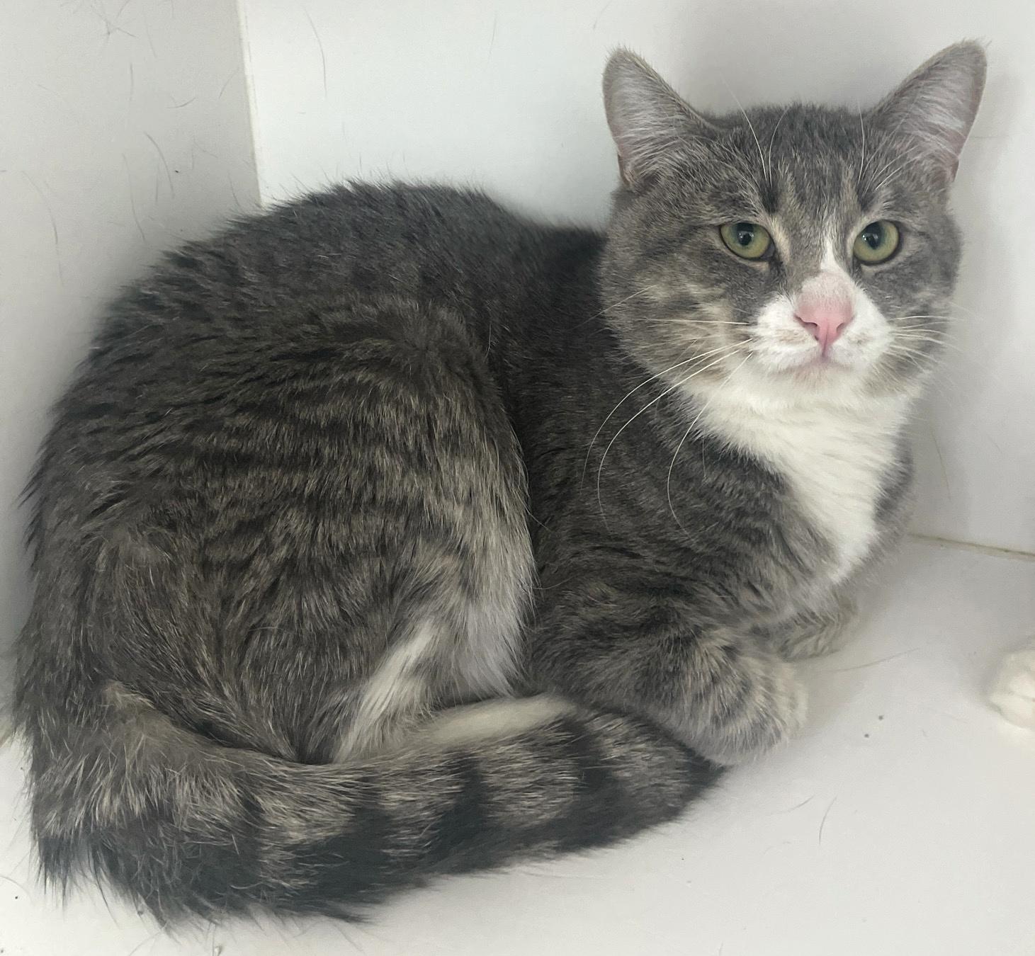 Enlarge Cameron, a Adoptable Domestic Short Hair in Neillsville, WI image 3/5