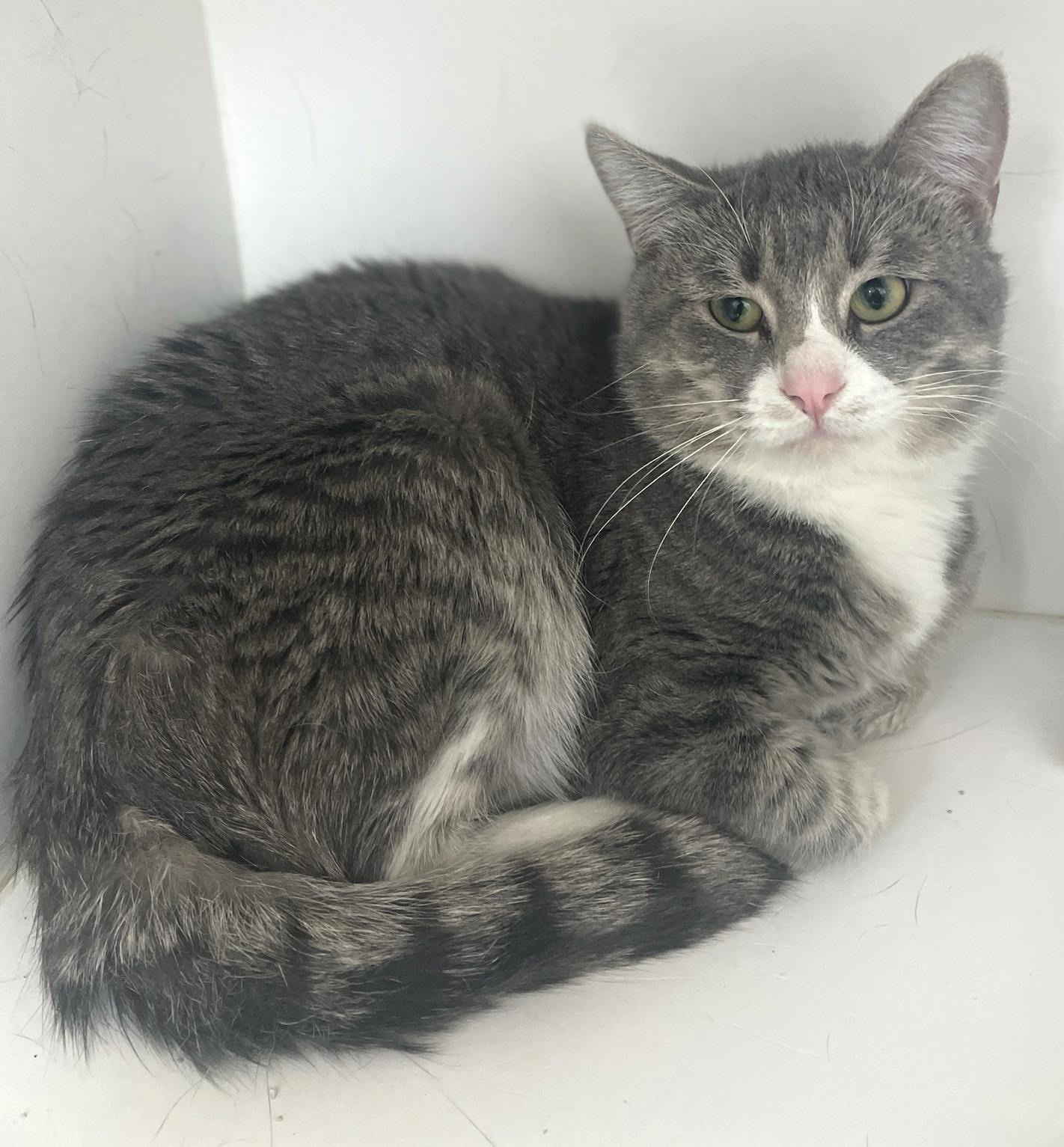 Enlarge Cameron, a Adoptable Domestic Short Hair in Neillsville, WI image 5/5