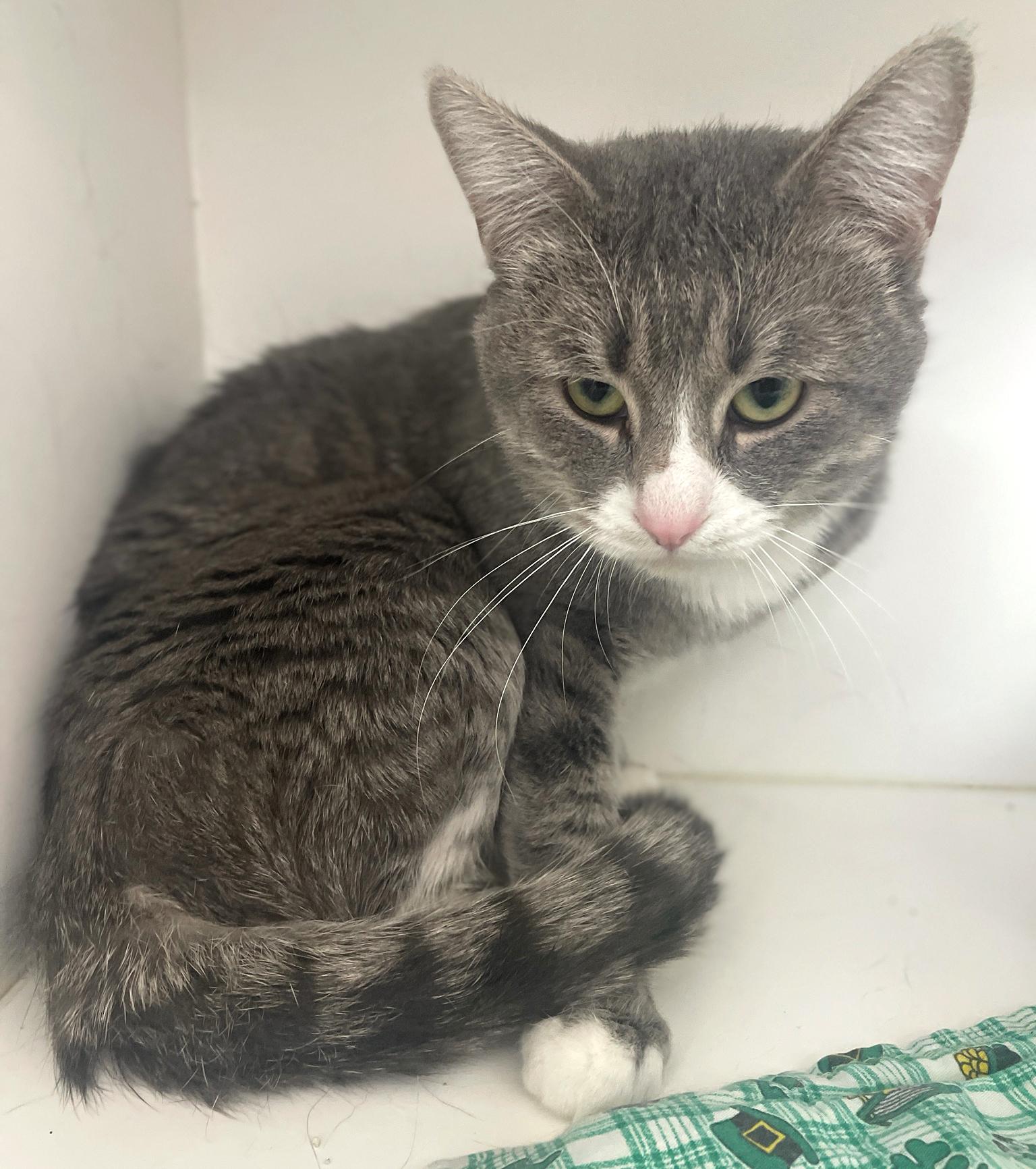 Enlarge Cameron, a Adoptable Domestic Short Hair in Neillsville, WI image 4/5