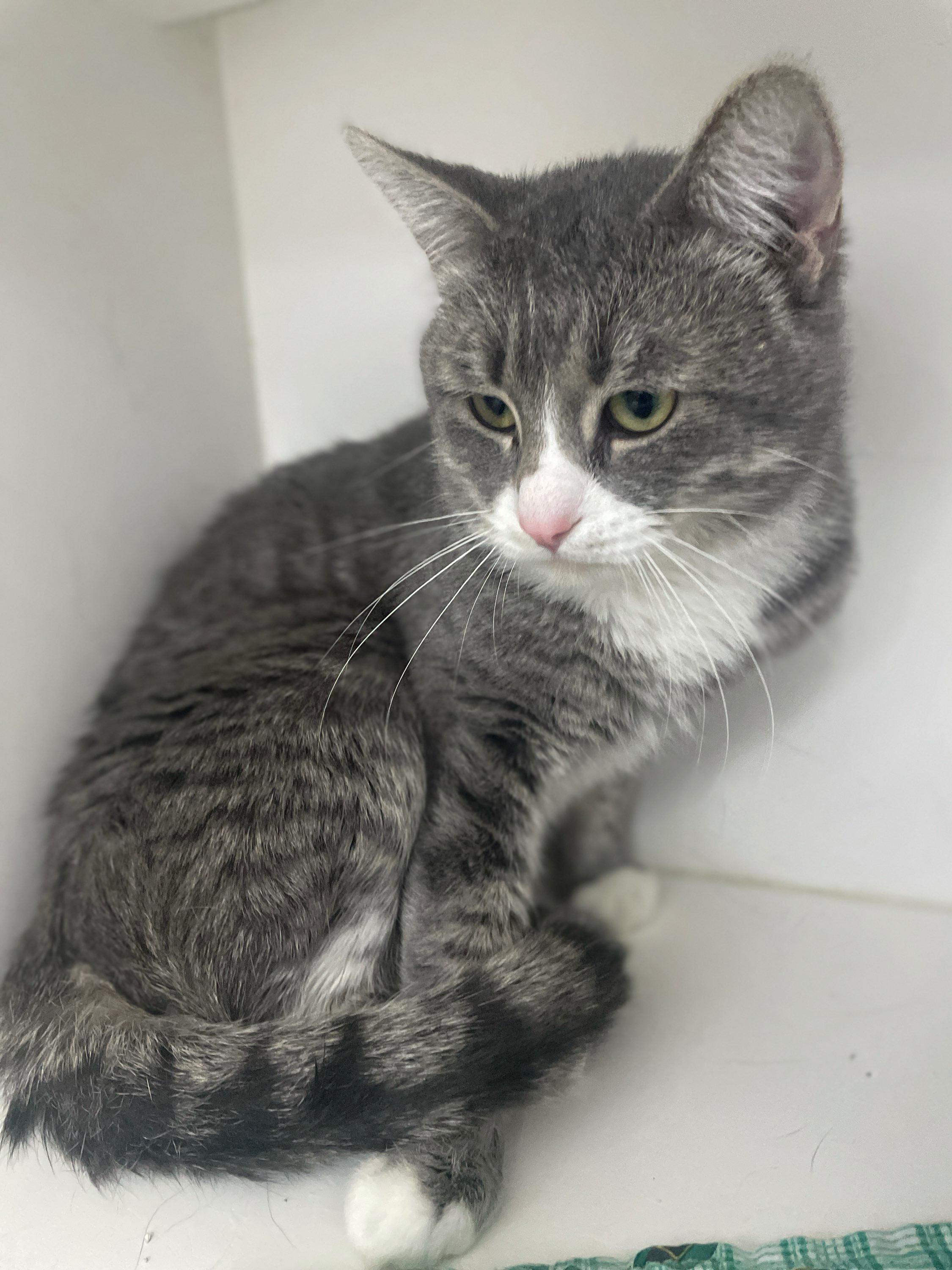 Enlarge Cameron, a Adoptable Domestic Short Hair in Neillsville, WI image 2/5