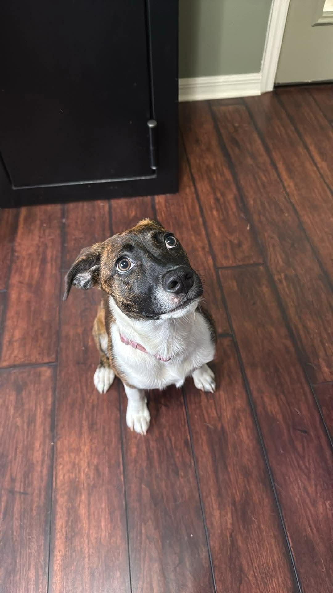 Enlarge Millie, an adopted mixed breed in Palm Bay, FL image 6/6