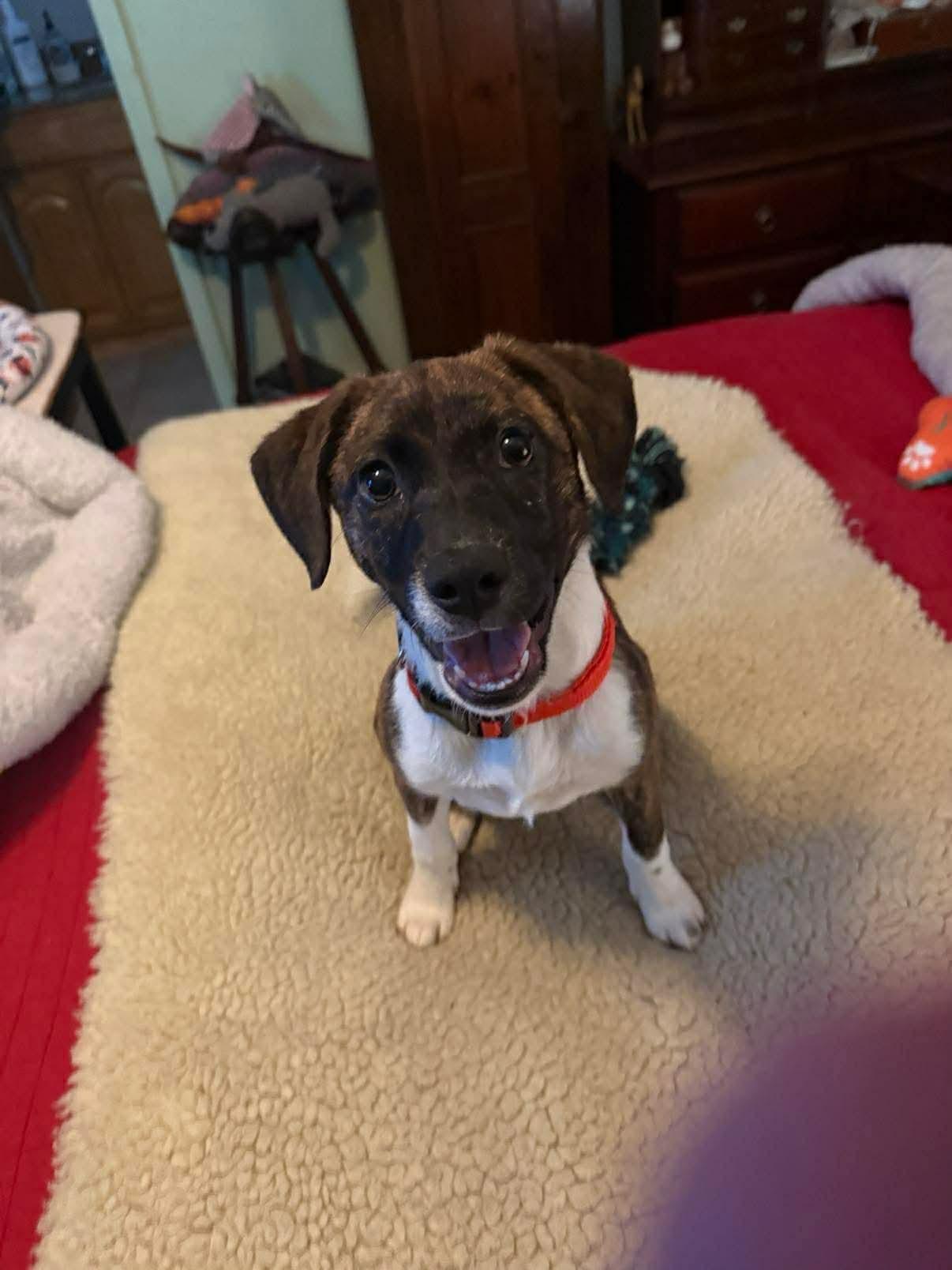 Millie, adopted, Puppy Female Black Mouth Cur & Border Collie.