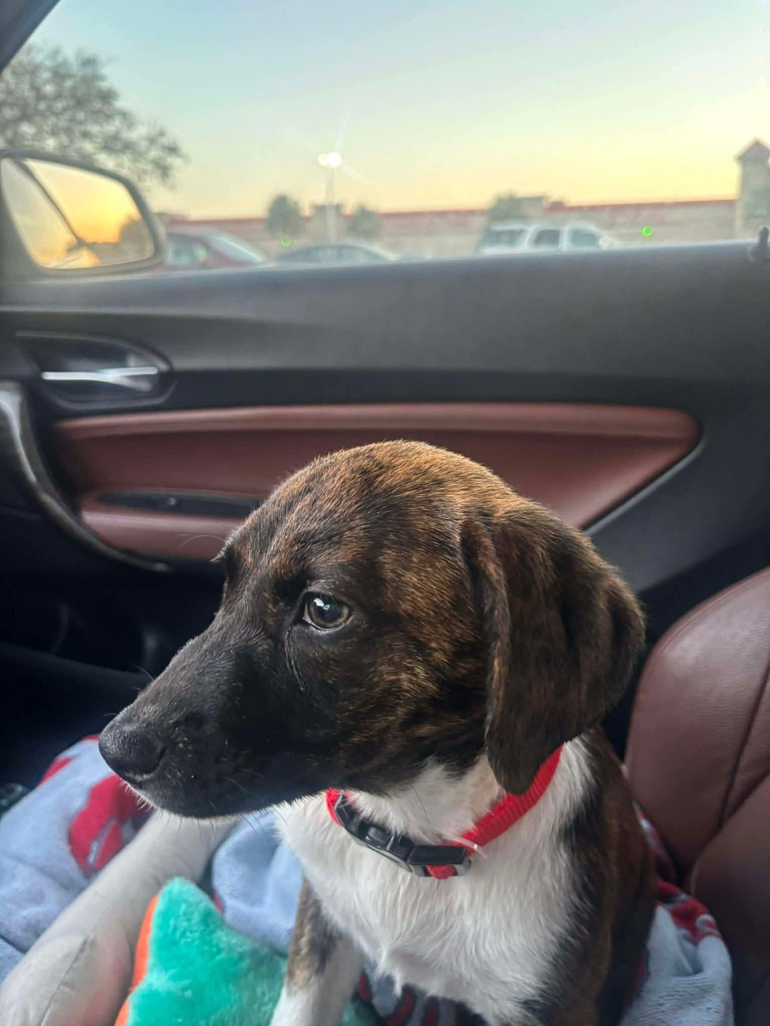 Enlarge Millie, an adopted mixed breed in Palm Bay, FL image 5/6