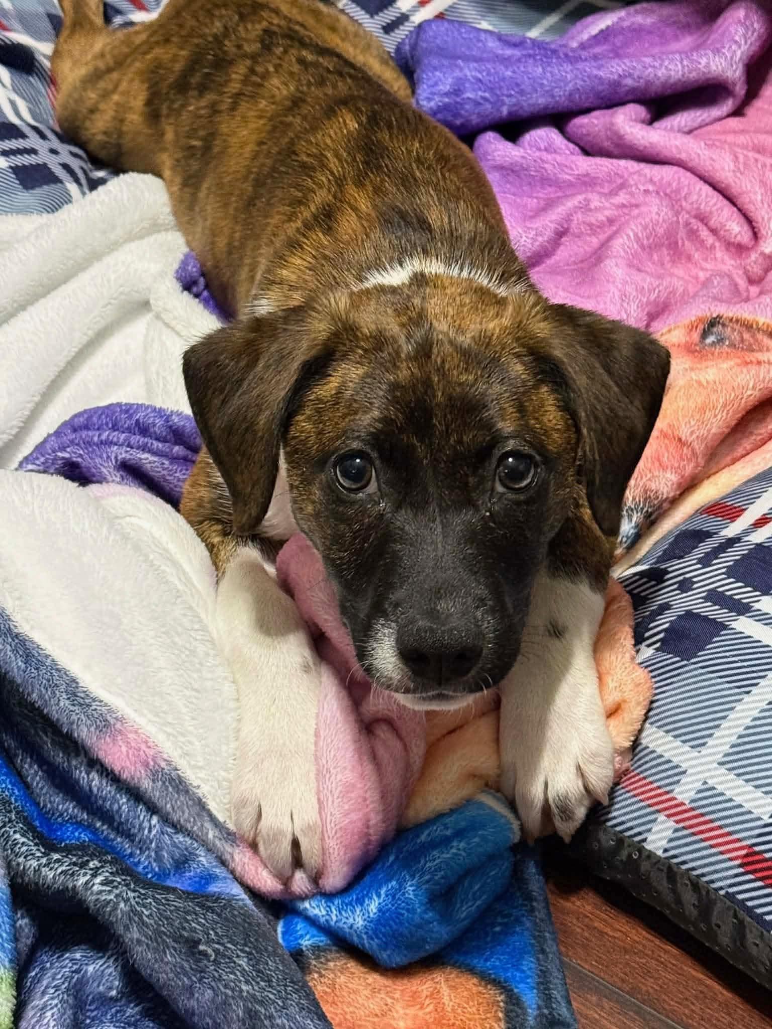 Enlarge Millie, an adopted mixed breed in Palm Bay, FL image 4/6