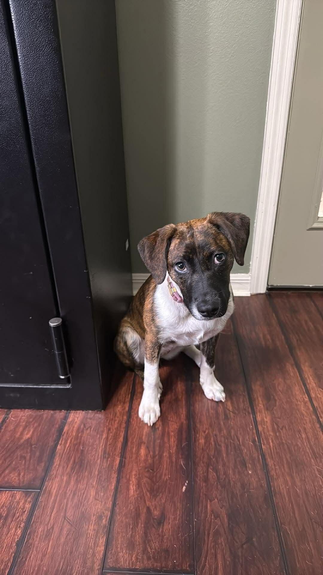 Enlarge Millie, an adopted mixed breed in Palm Bay, FL image 2/6