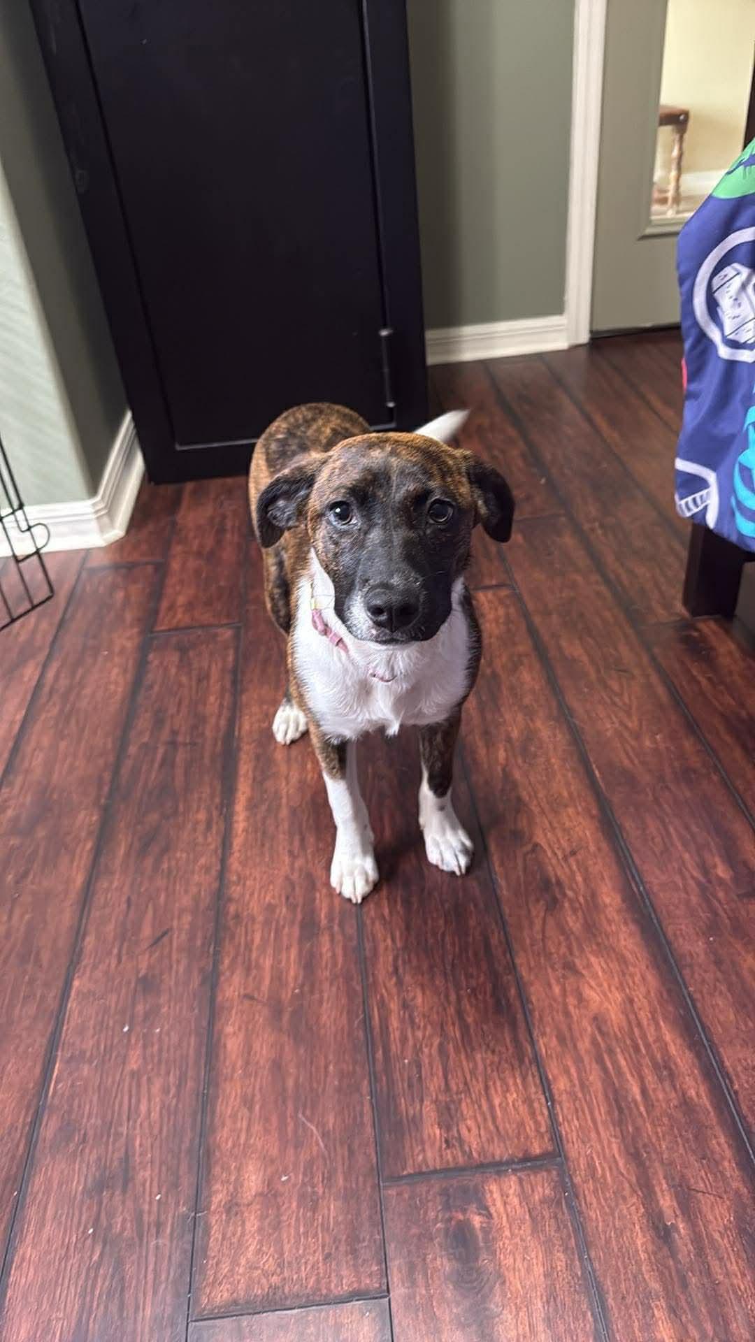 Enlarge Millie, an adopted mixed breed in Palm Bay, FL image 3/6