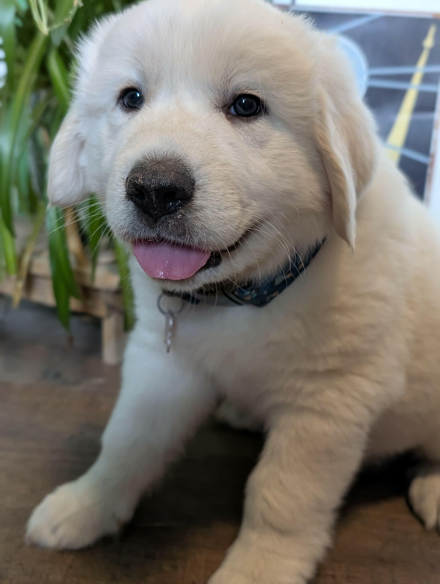Enlarge Hubble, a ADOPTABLE Great Pyrenees in Kiowa, OK image 5/6