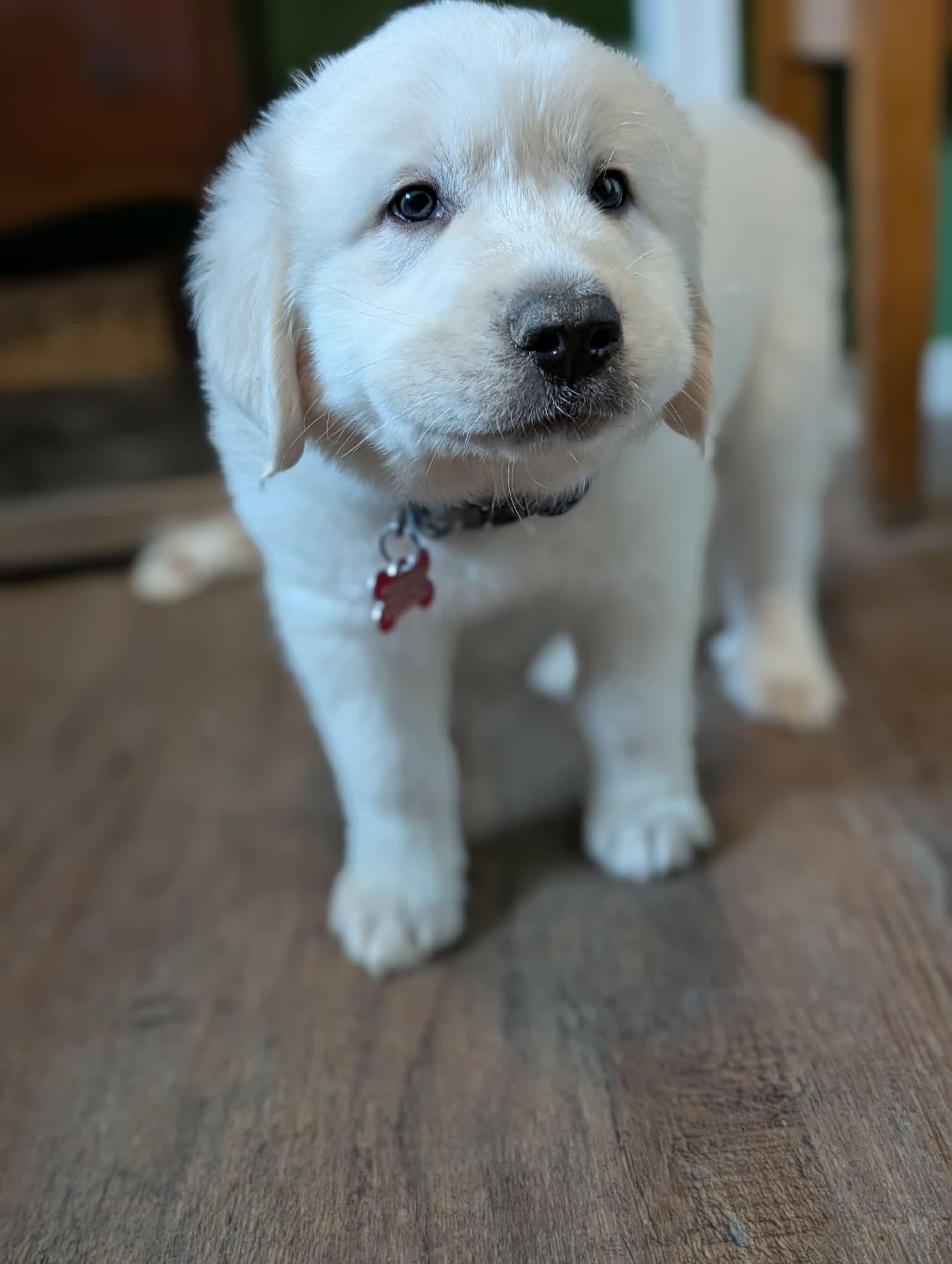 Enlarge Hubble, a ADOPTABLE Great Pyrenees in Kiowa, OK image 3/6