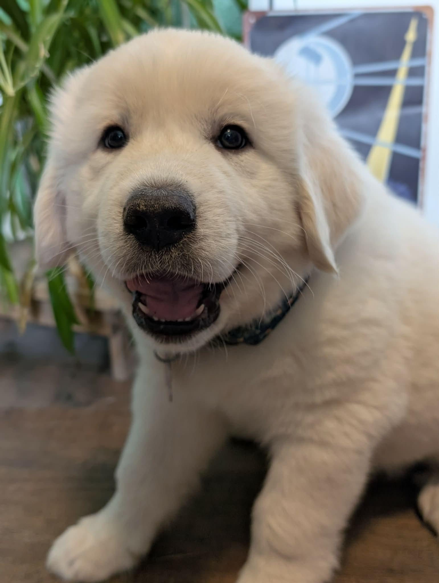 Enlarge Hubble, a ADOPTABLE Great Pyrenees in Kiowa, OK image 4/6