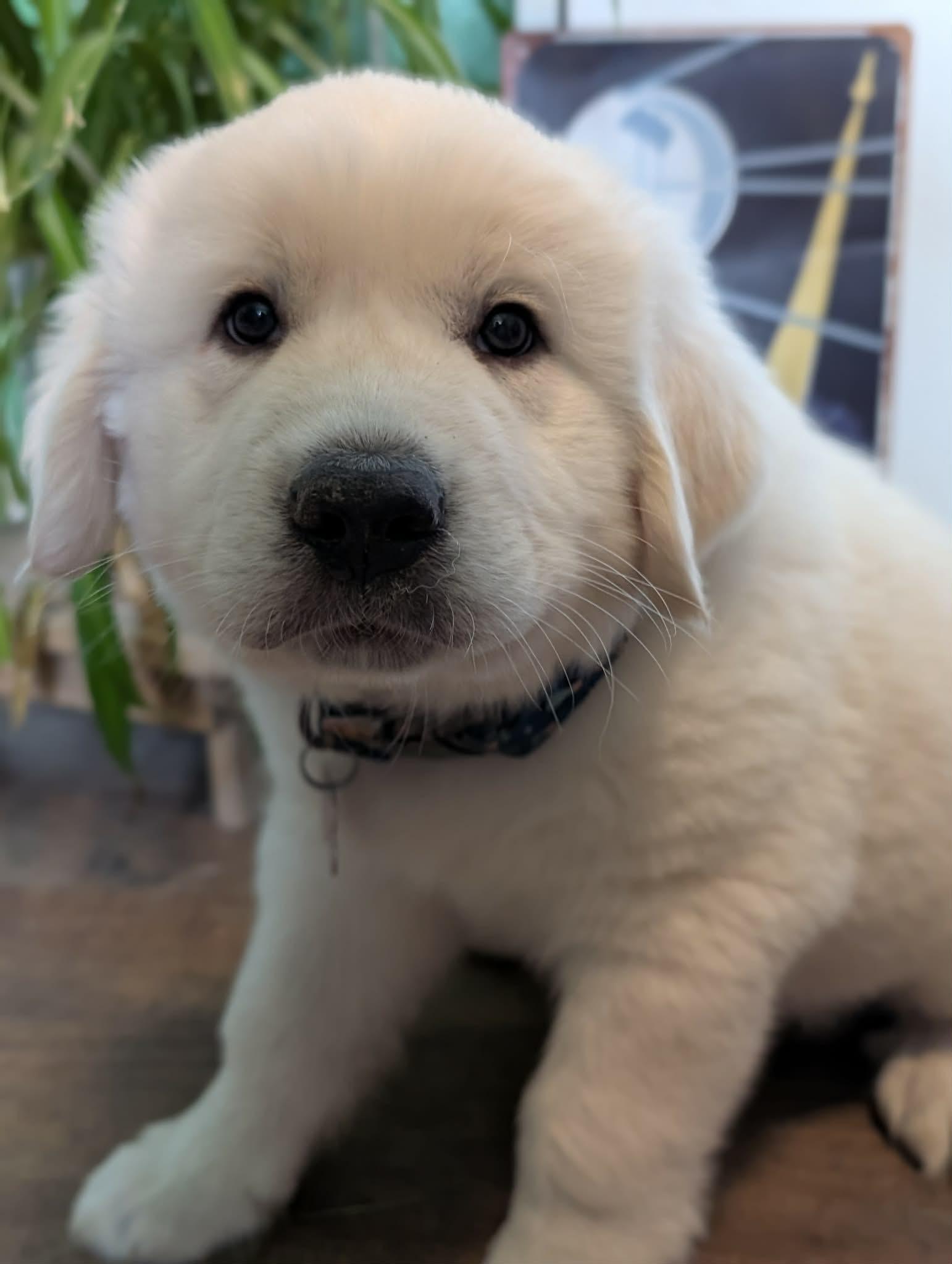 Enlarge Hubble, a ADOPTABLE Great Pyrenees in Kiowa, OK image 2/6