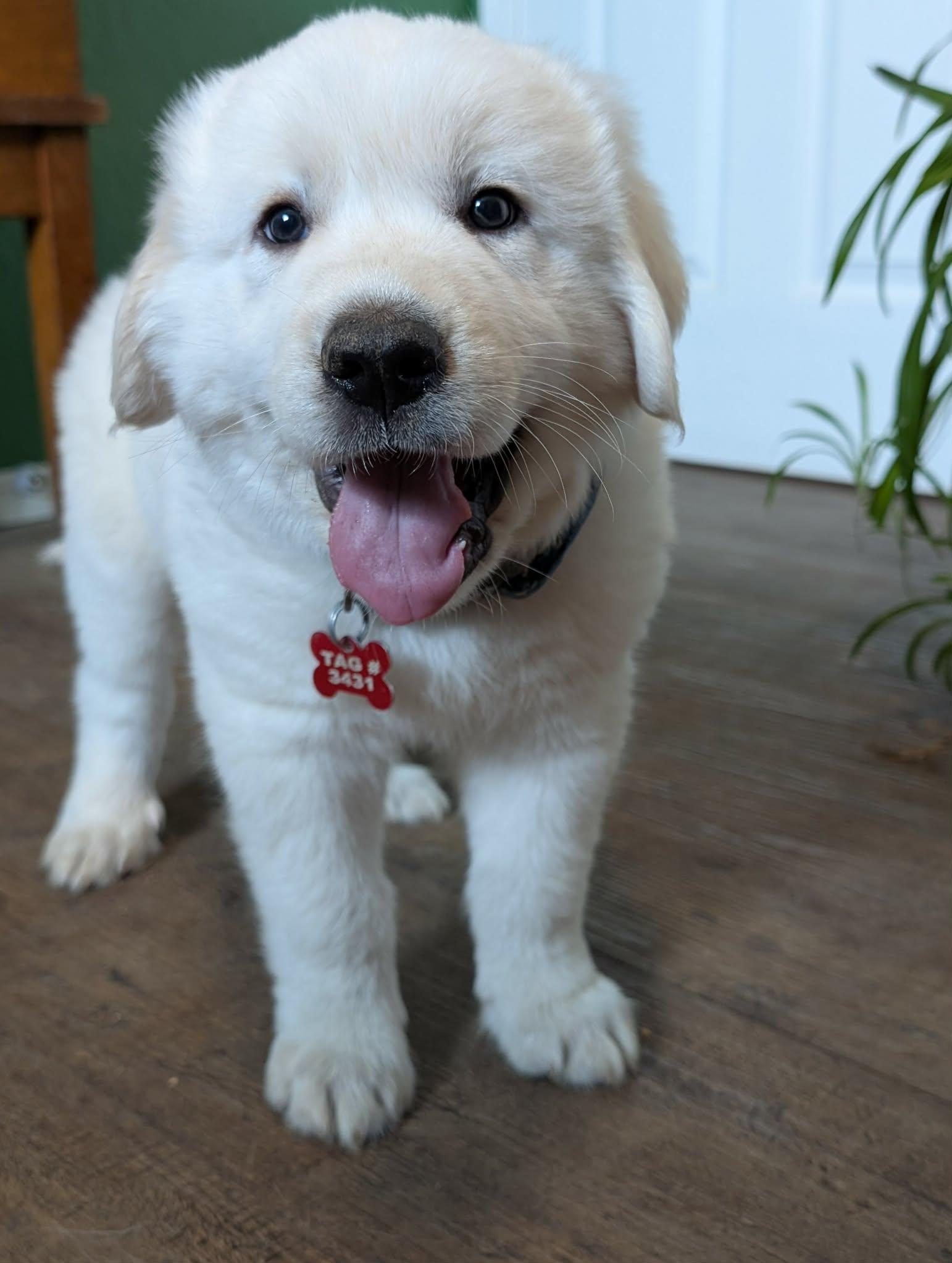 Enlarge Hubble, a ADOPTABLE Great Pyrenees in Kiowa, OK image 1/6