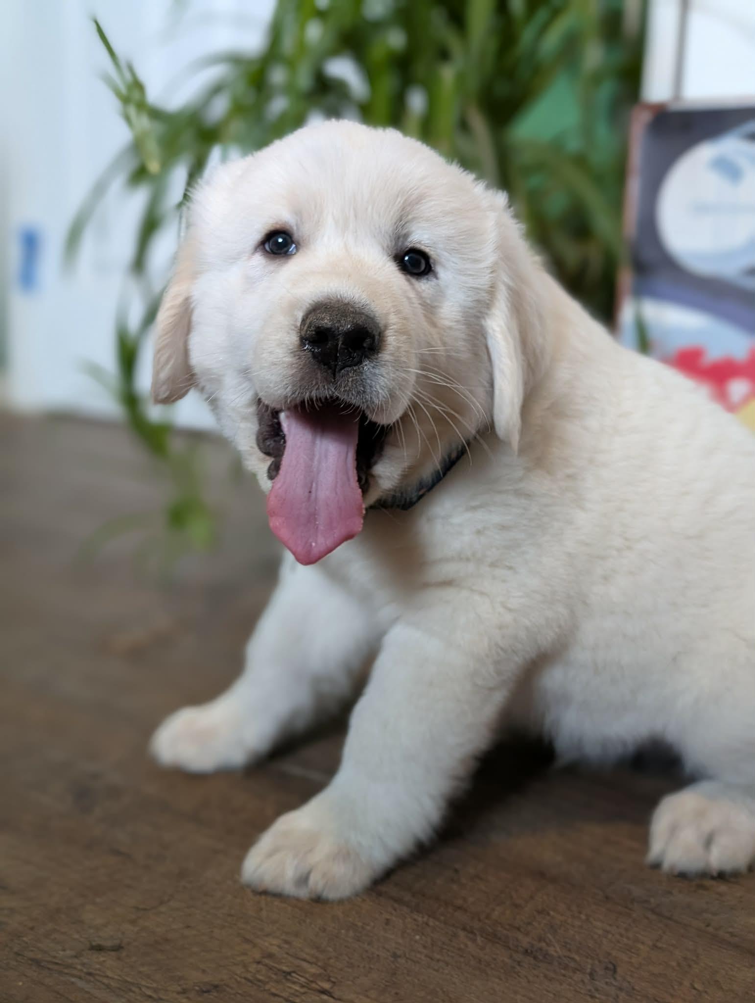 Enlarge Hubble, a ADOPTABLE Great Pyrenees in Kiowa, OK image 6/6