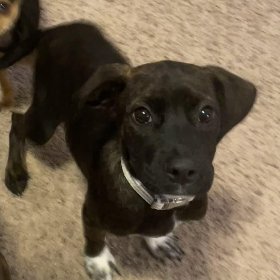 Chocolate, Adoptable, Puppy Female Black Mouth Cur.
