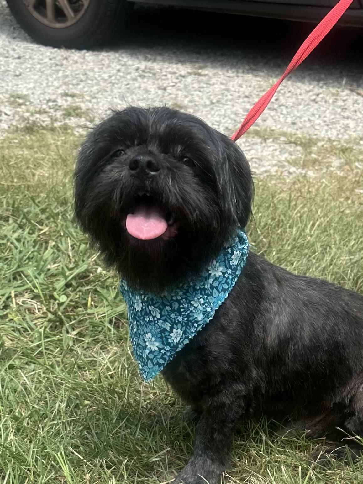 Enlarge Edyson, a Adopted mixed breed in Atlanta, GA image 2/5