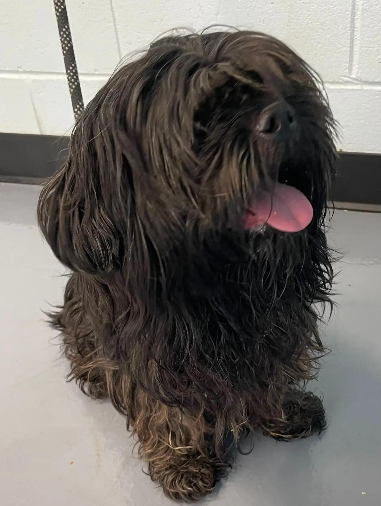 Enlarge Edyson, a Adopted mixed breed in Atlanta, GA image 5/5