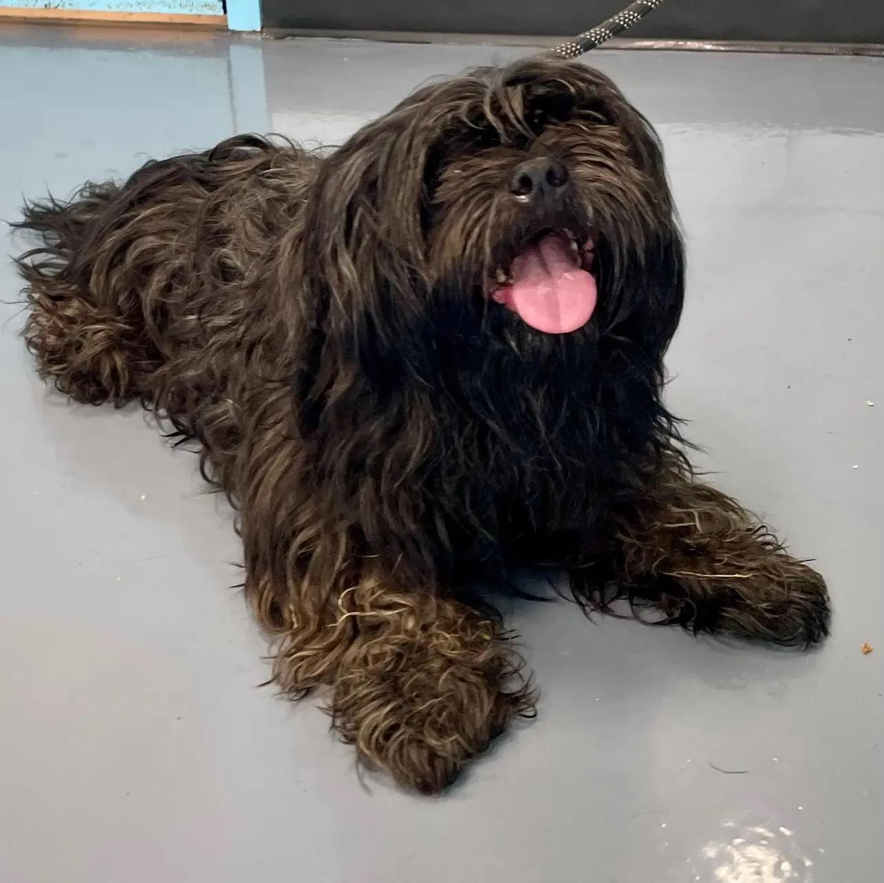 Enlarge Edyson, a Adopted mixed breed in Atlanta, GA image 4/5