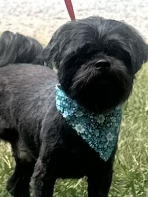 Enlarge Edyson, a Adopted mixed breed in Atlanta, GA image 3/5