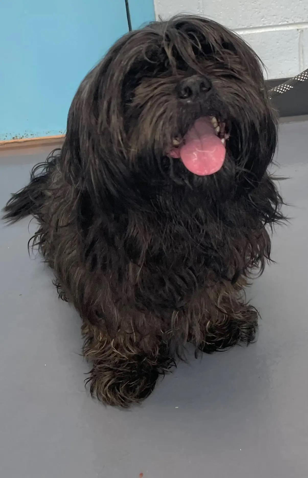 Edyson, Adopted, Young Male Lhasa Apso & Shih Tzu.