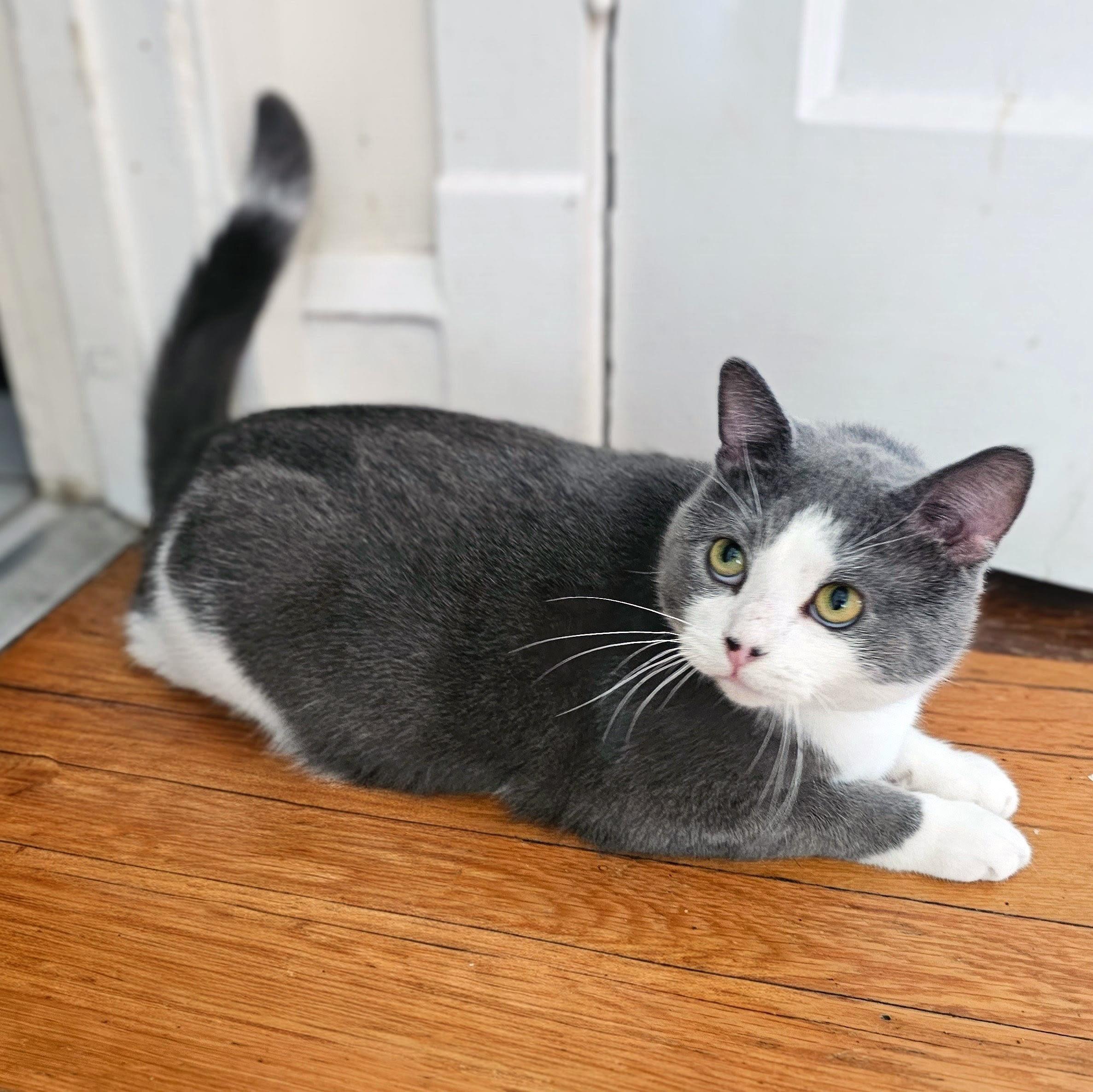 Enlarge Simon, a Adoptable Domestic Short Hair in Chicago, IL image 5/6