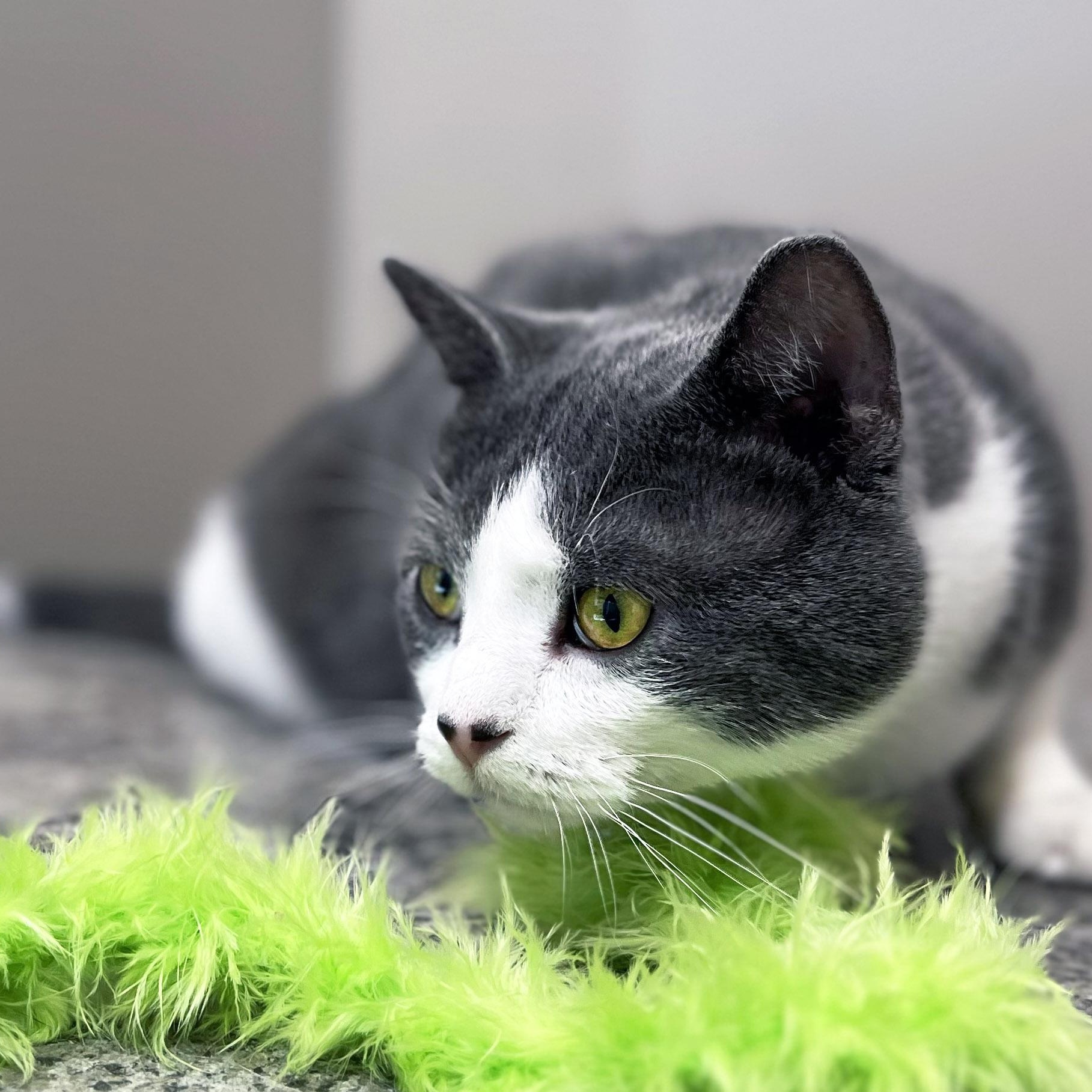 Simon, a ADOPTABLE Domestic Short Hair in Chicago, IL image 4/5