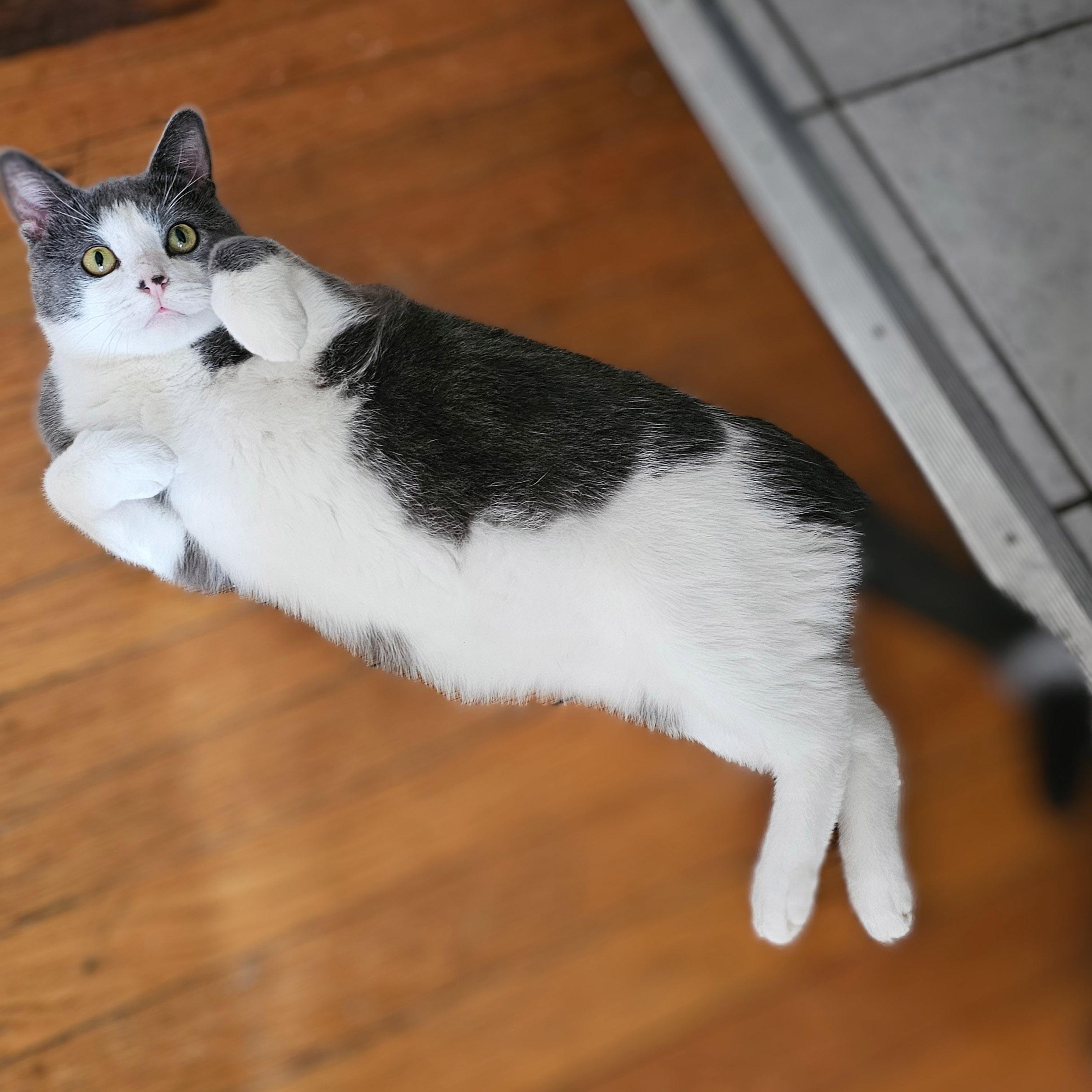 Enlarge Simon, a Adoptable Domestic Short Hair in Chicago, IL image 6/6