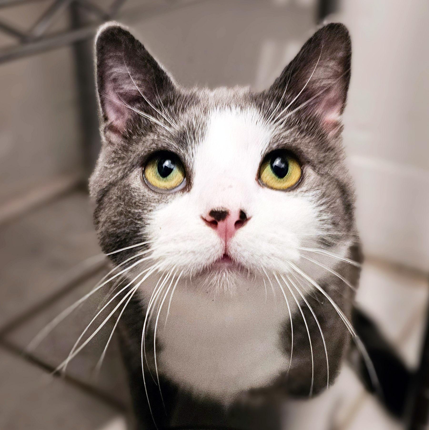 Enlarge Simon, a Adoptable Domestic Short Hair in Chicago, IL image 3/6