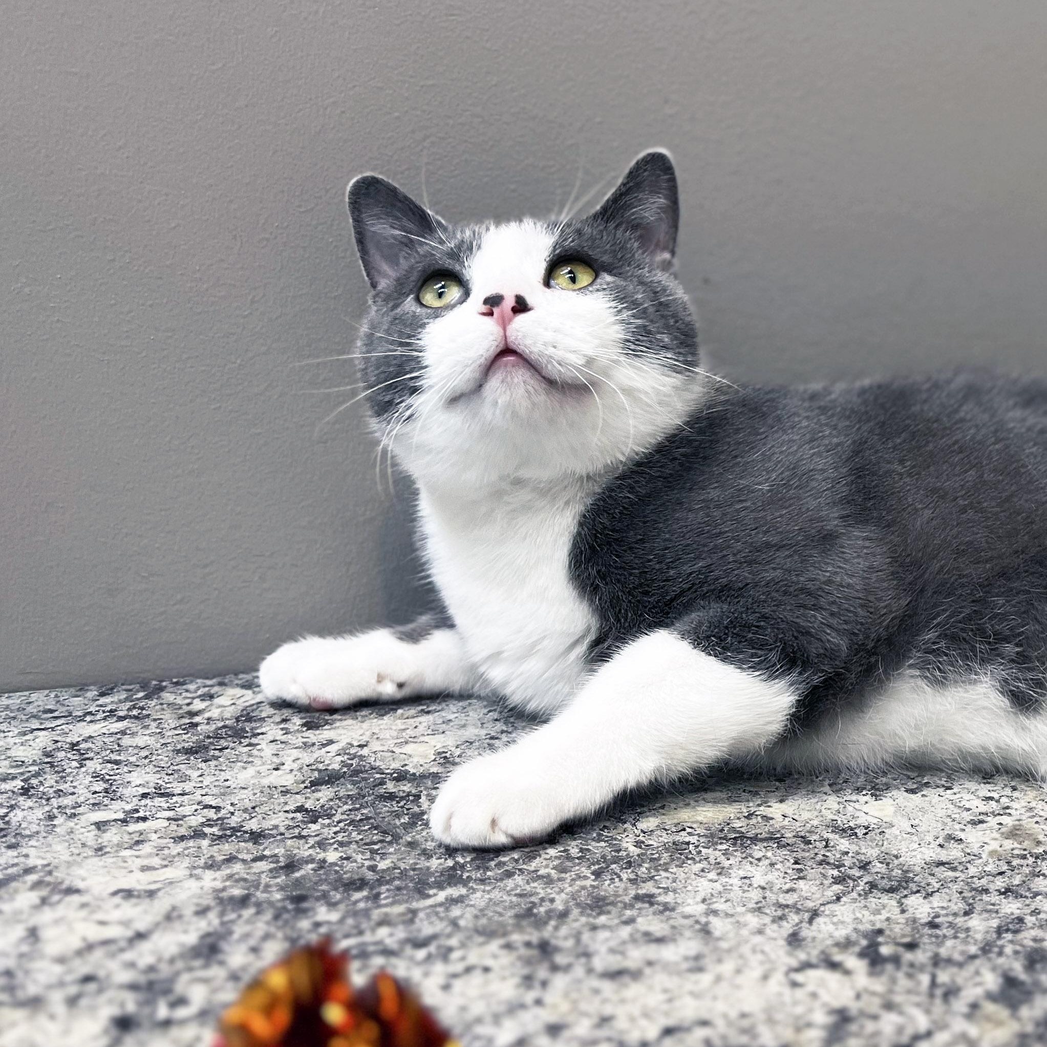 Simon, a ADOPTABLE Domestic Short Hair in Chicago, IL image 5/5