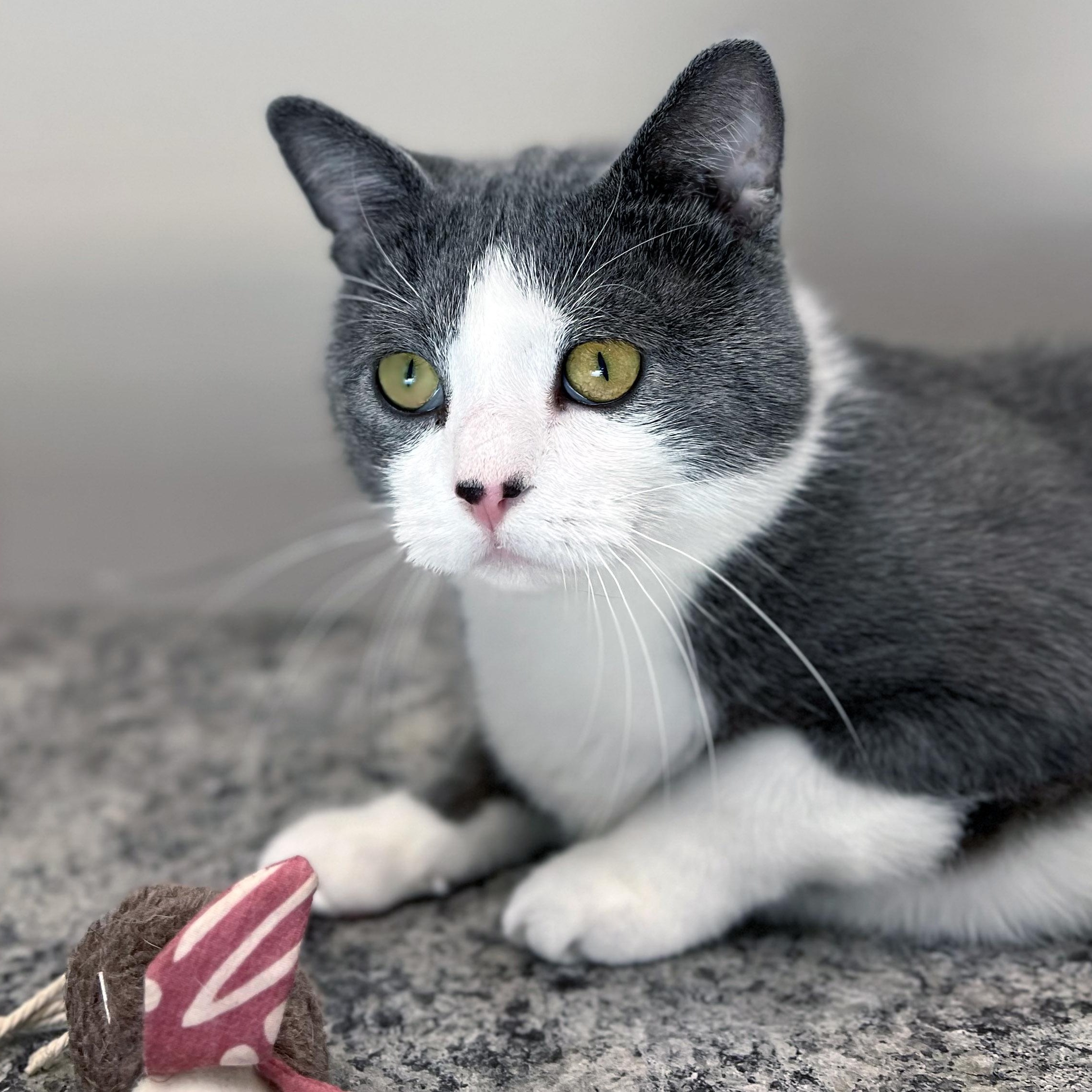 Simon, a ADOPTABLE Domestic Short Hair in Chicago, IL image 2/5