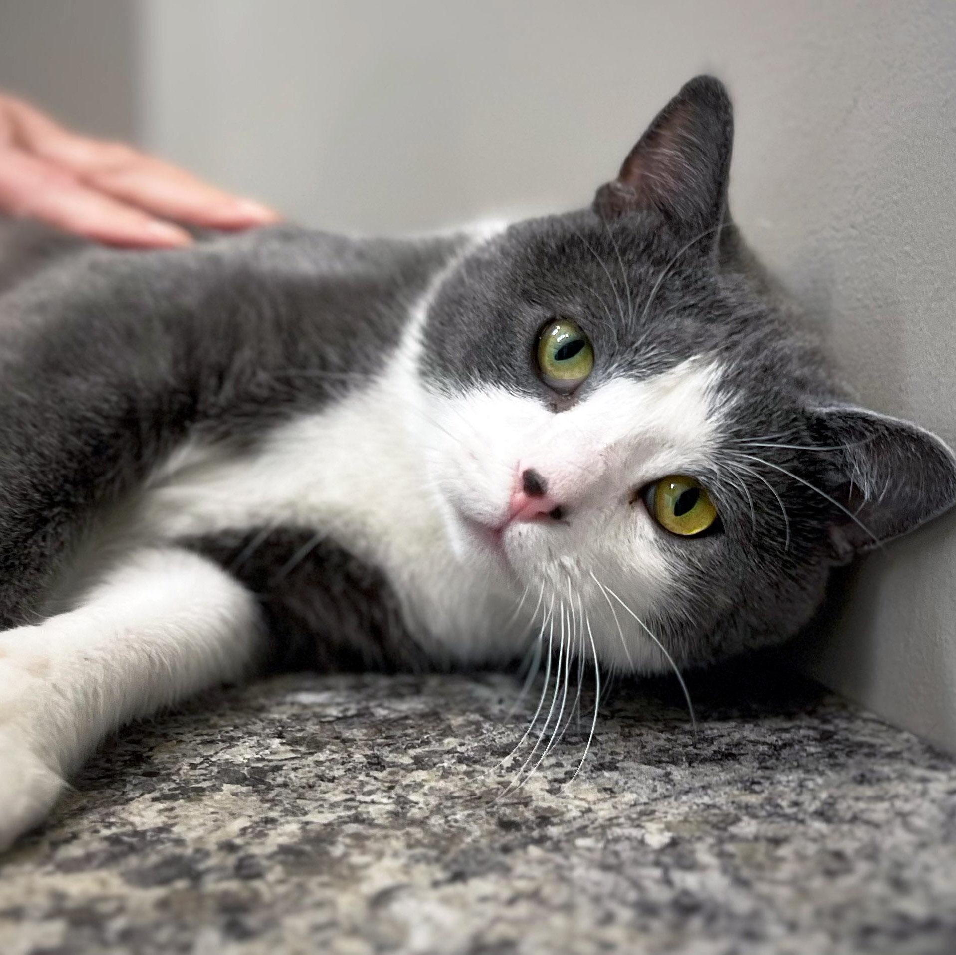 Simon, ADOPTABLE, Adult Male Domestic Short Hair.
