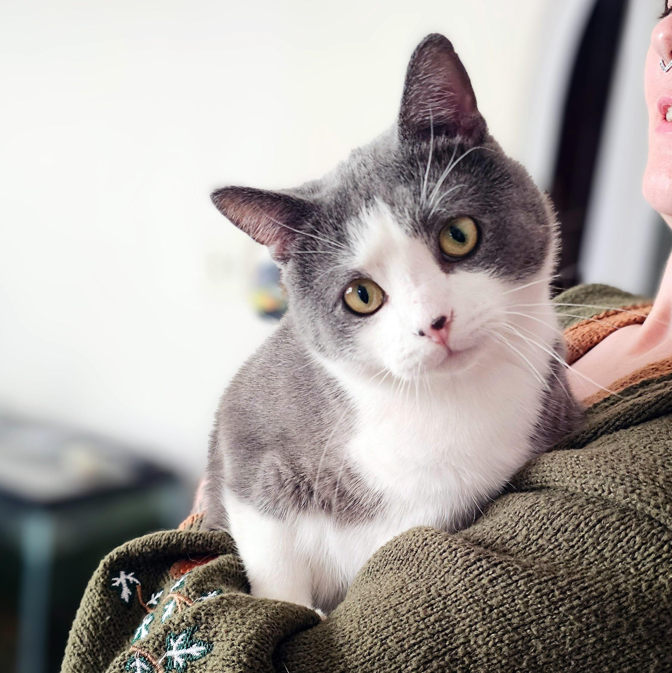 Simon, Adoptable, Adult Male Domestic Short Hair.
