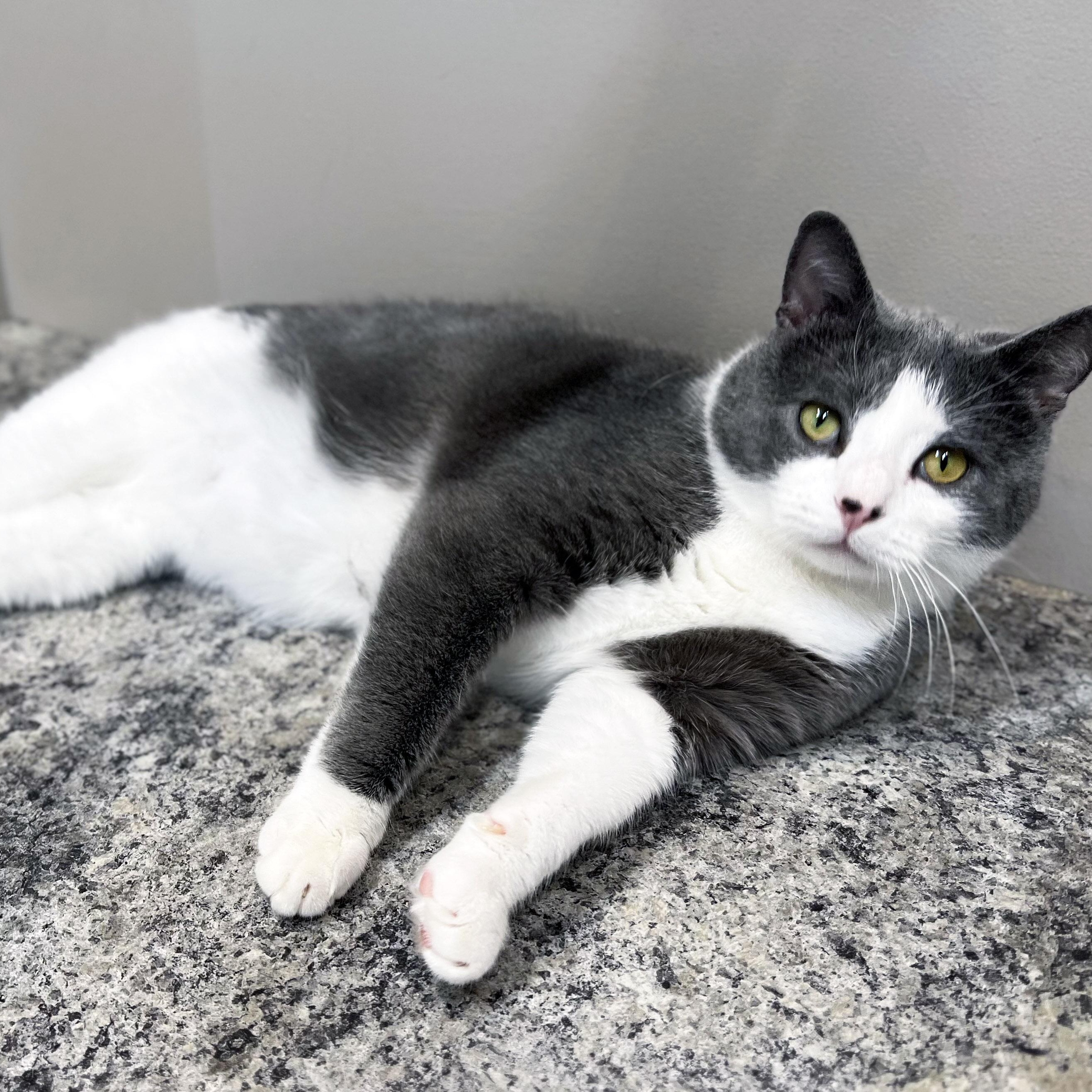 Simon, a ADOPTABLE Domestic Short Hair in Chicago, IL image 3/5