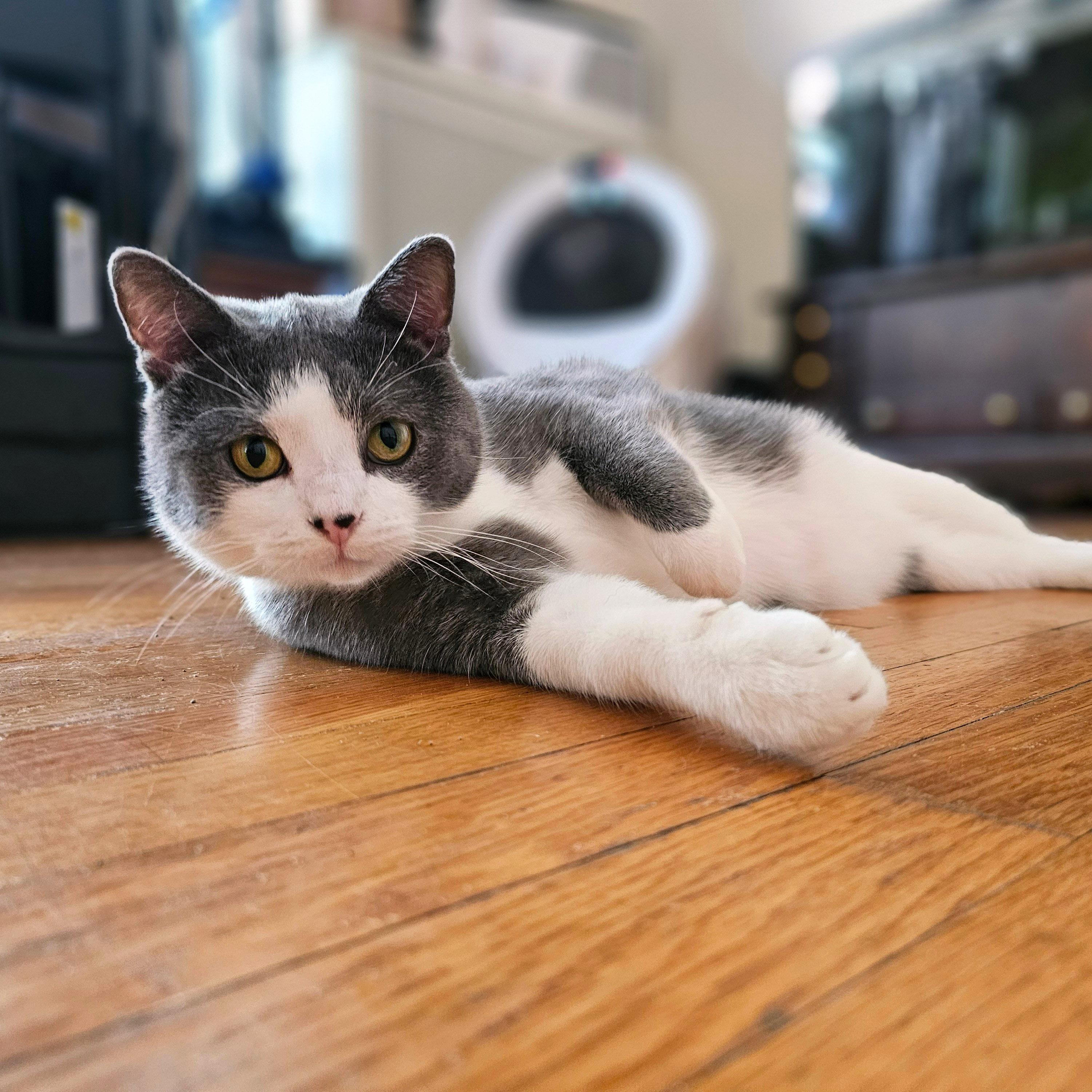 Enlarge Simon, a Adoptable Domestic Short Hair in Chicago, IL image 2/6