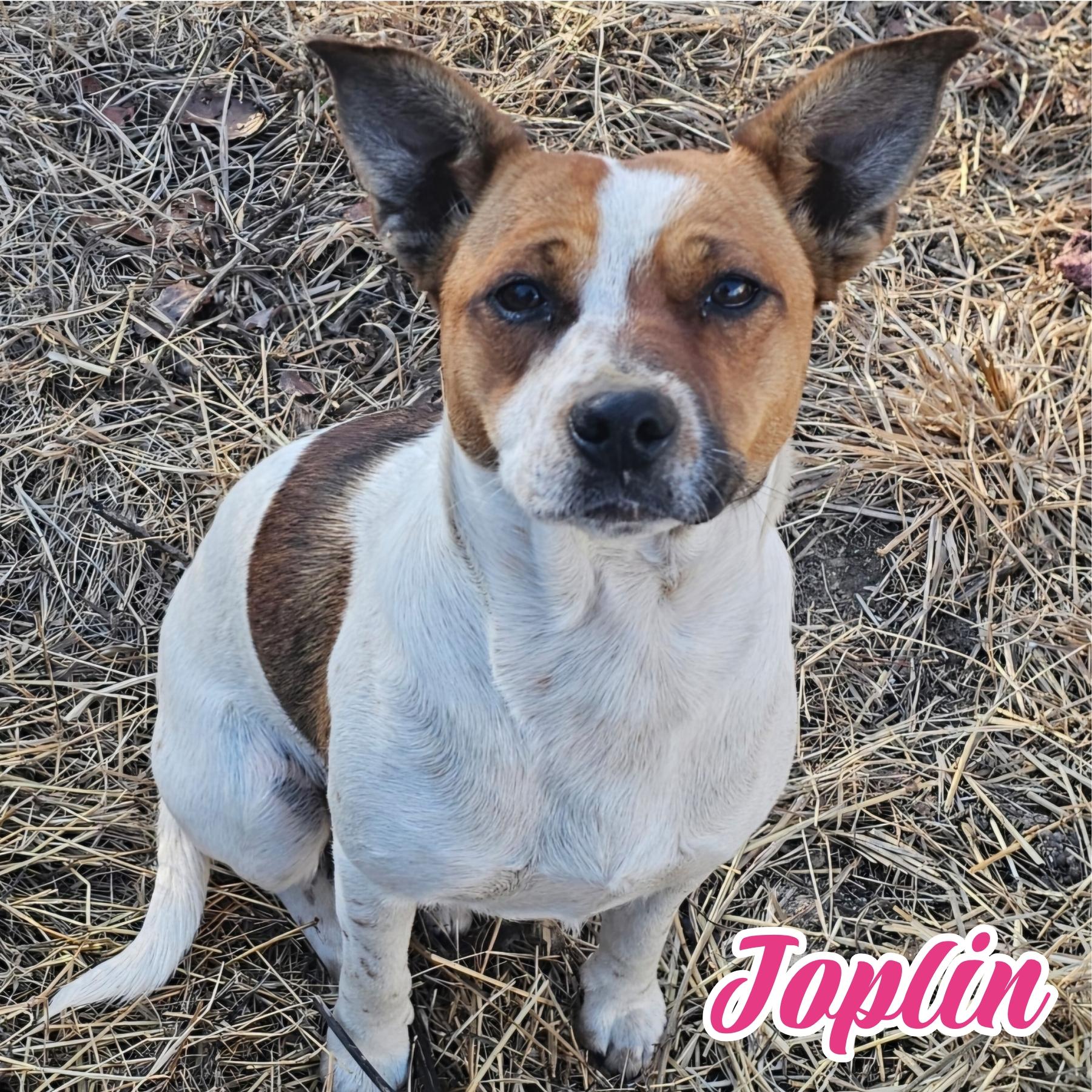 Joplin , adopted, Young Female Jack Russell Terrier & Beagle.