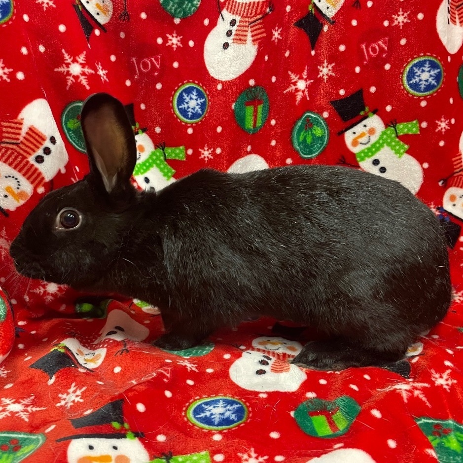 Carnation, a Adoptable Havana in Indianapolis, IN image 1/6