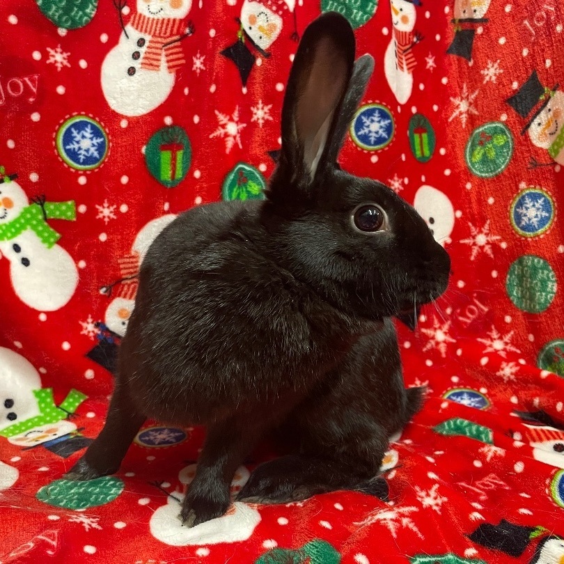 Carnation, a Adoptable Havana in Indianapolis, IN image 2/6