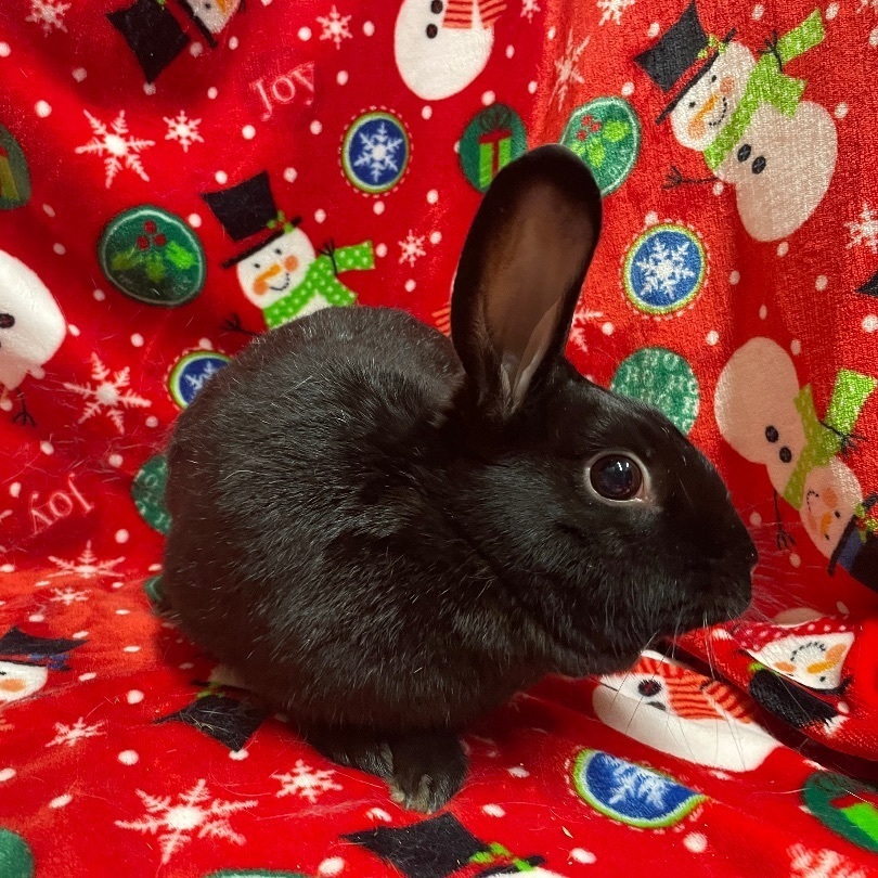 Carnation, a Adoptable Havana in Indianapolis, IN image 3/6