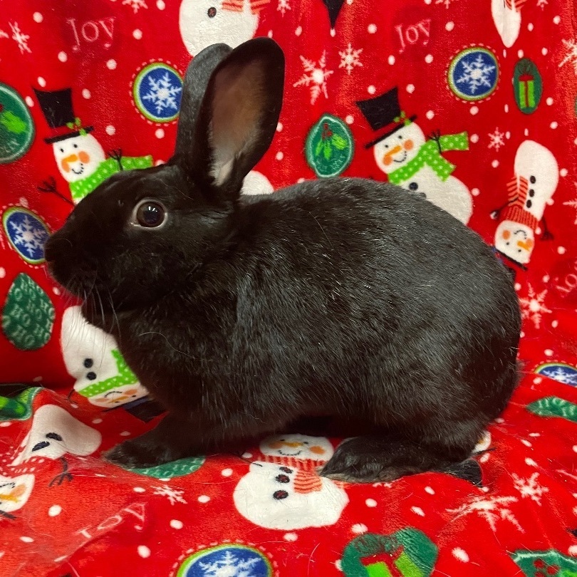 Carnation, a Adoptable Havana in Indianapolis, IN image 4/6