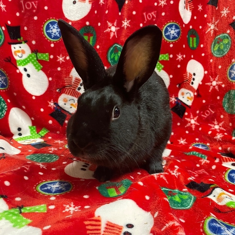 Carnation, Adoptable, Young Female Havana.