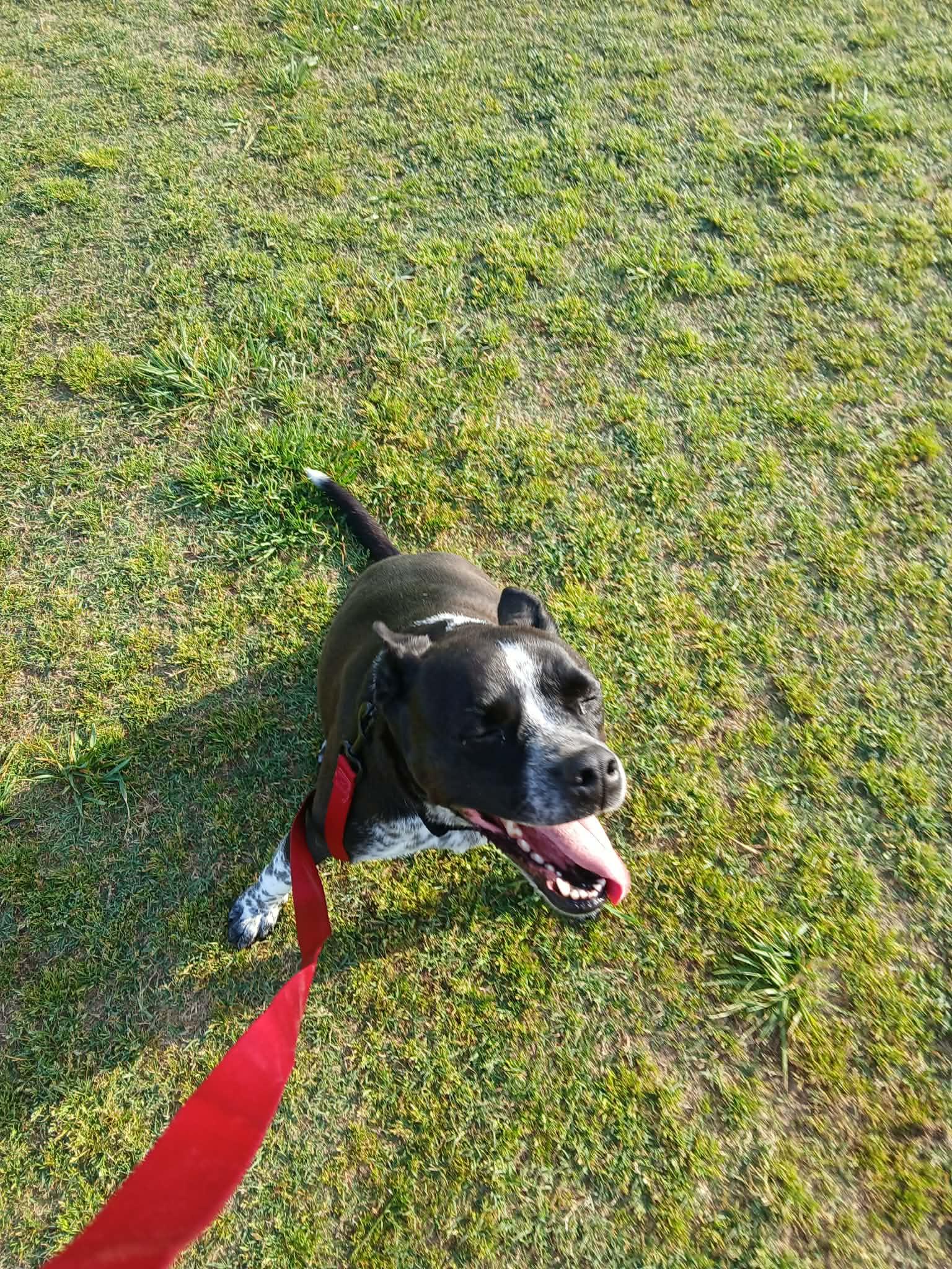 Enlarge Dexy, a Adoptable mixed breed in Harrison, AR image 5/5