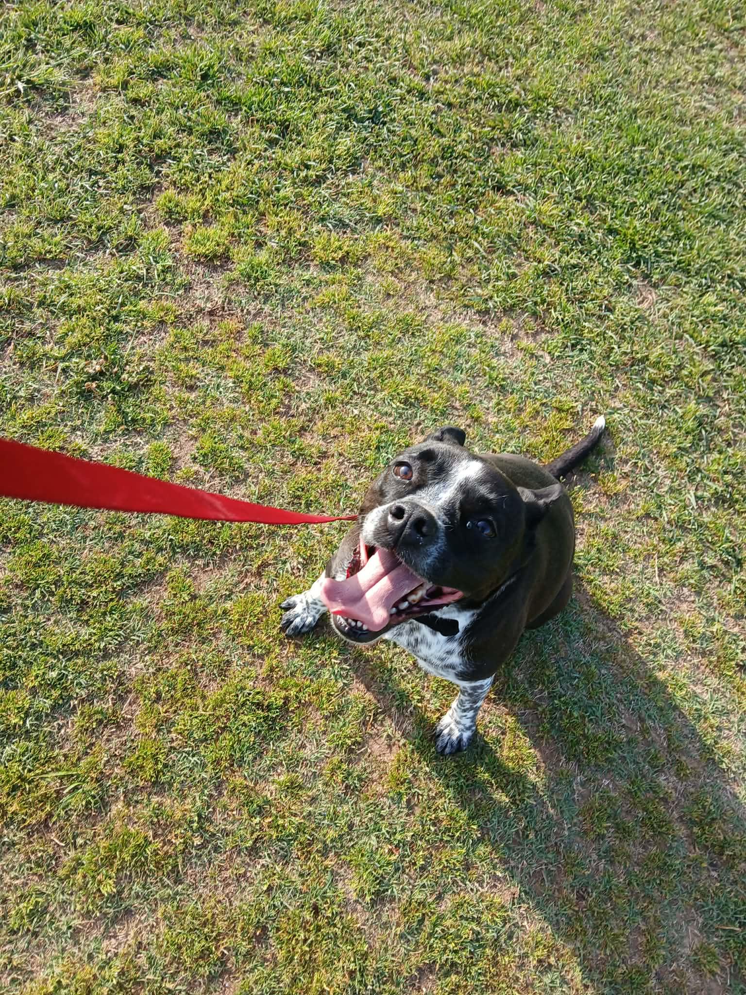 Dexy, Adoptable, Adult Female Australian Cattle Dog / Blue Heeler & French Bulldog.
