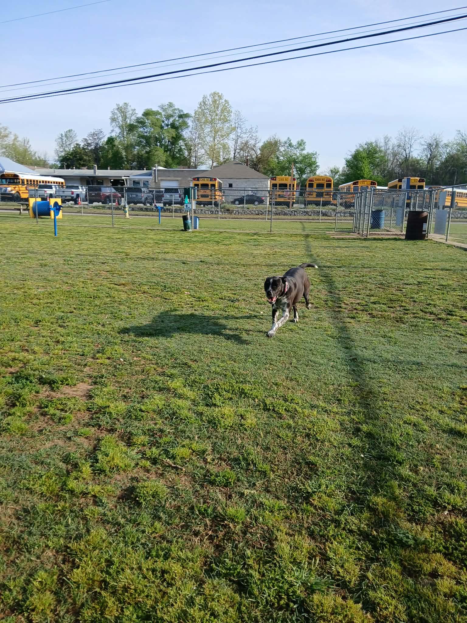 Enlarge Dexy, a Adoptable mixed breed in Harrison, AR image 3/5