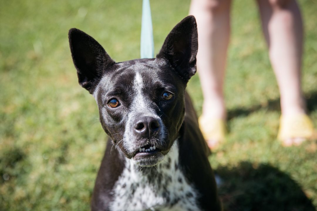 Enlarge Dexy, a Adoptable mixed breed in Harrison, AR image 2/2