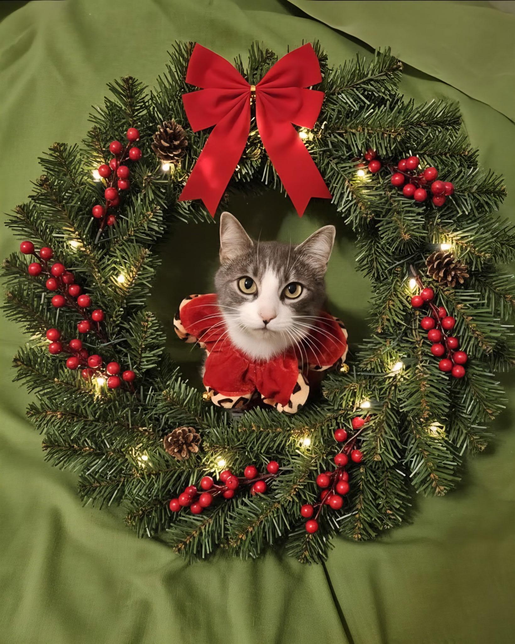 Misty, Adopted, Adult Female Domestic Medium Hair.