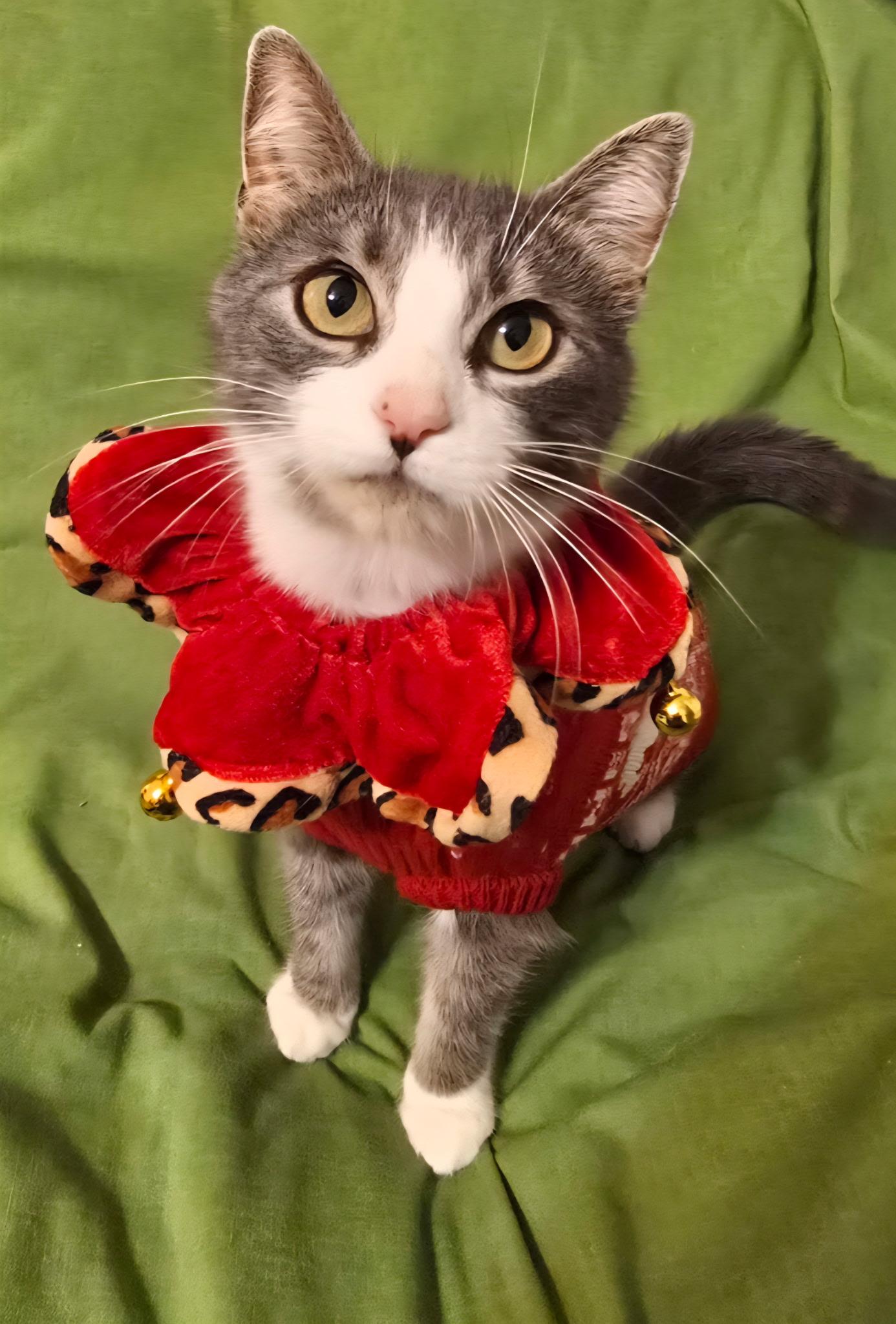 Enlarge Misty, a Adopted mixed breed in Calais, ME image 3/3