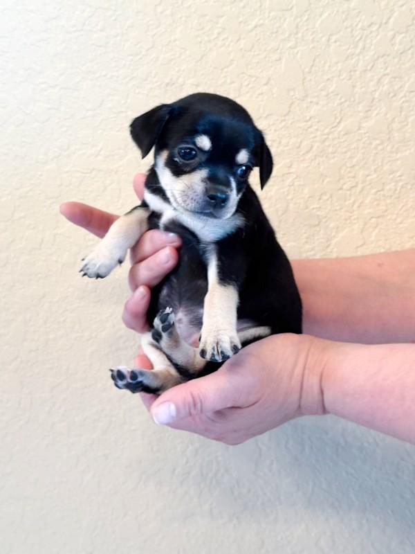 Enlarge Winter, a ADOPTABLE Chihuahua in Southport, CT image 4/6