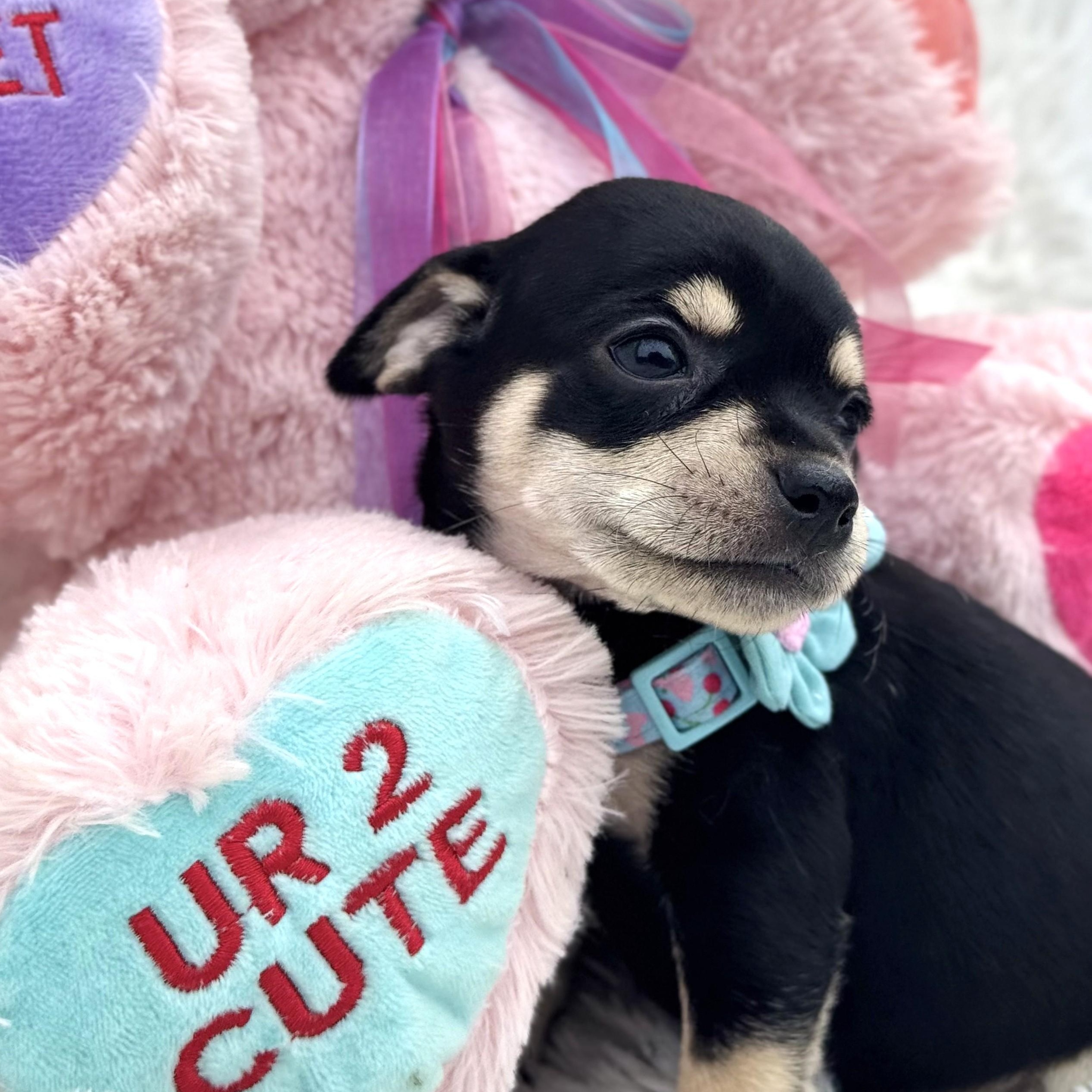 Enlarge Winter, a ADOPTABLE Chihuahua in Southport, CT image 2/6