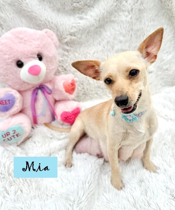 Enlarge Winter, a ADOPTABLE Chihuahua in Southport, CT image 6/6