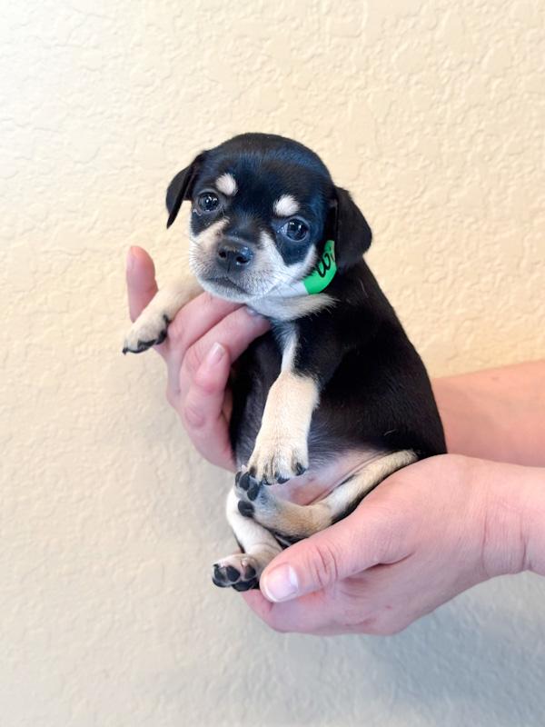 Enlarge Winter, a ADOPTABLE Chihuahua in Southport, CT image 3/6